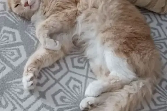 Кошки потеряшки, Омск, фото: Потеряшка кошка на ул. Челюскинцев, 25