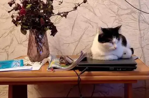 Пропала кошка, Речной пер., 3, Красноярск