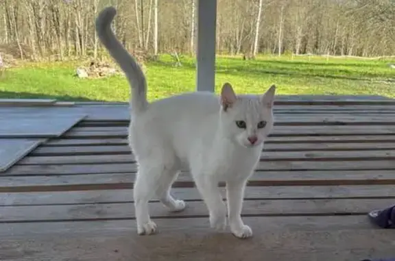 Кошка найдена в Бегуницах, Ленобласть