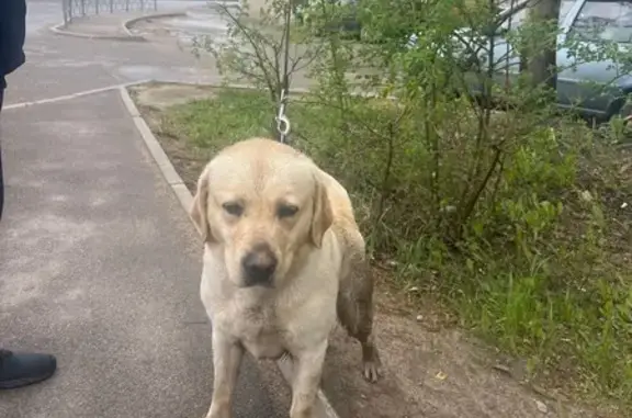Лабрадор найден на ул. Багратиона, Смоленск