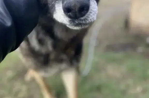 Собака найдена: Рабочая ул., Верхний Карбуш