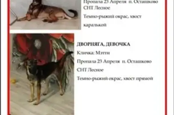 Пропала собака в Омске, Омская область
