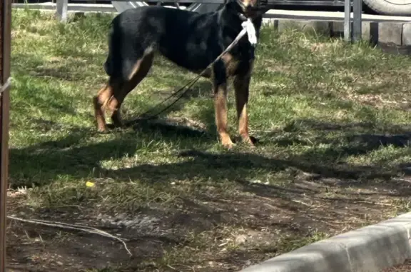 Собака найдена: Екатеринбург, Радищева 33