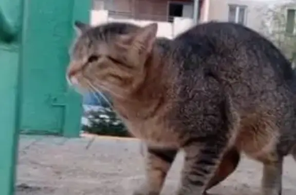 Найдена кошка, ул. Щербакова, СПб