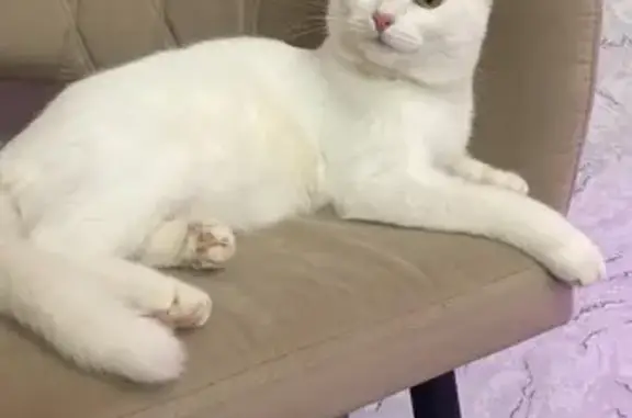 Кошки потеряшки, Мелеуз, фото: Потеряшка кошка, ул. Булякова 157, Мелеуз