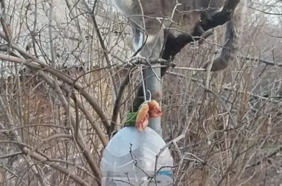 Кошки потеряшки, Шахты, фото: Потеряшка кошка, Шевцовой 41, Шахты