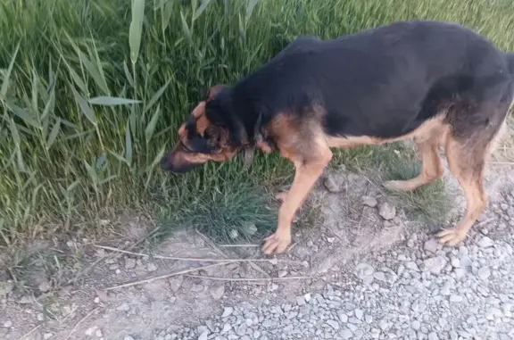 Найдена собака, Керчь, фото: Найдена собака: ул. Ленина, 2, Керчь