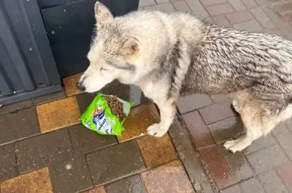 Найдена собака, Ганино, Центр. ул. 3