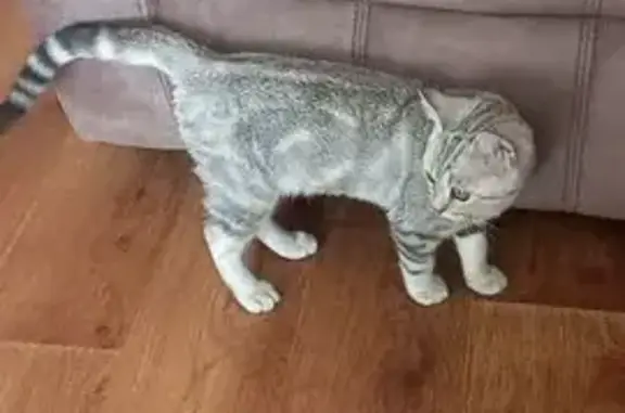 Найденные животные Ачинск, фото: Кошка найдена, Ачинск, ул. 33