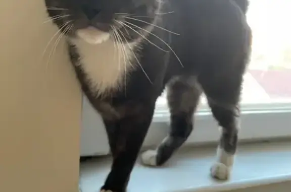 Найденные животные Салехард, фото: Кошка найдена, Ямальская 1, Салехард