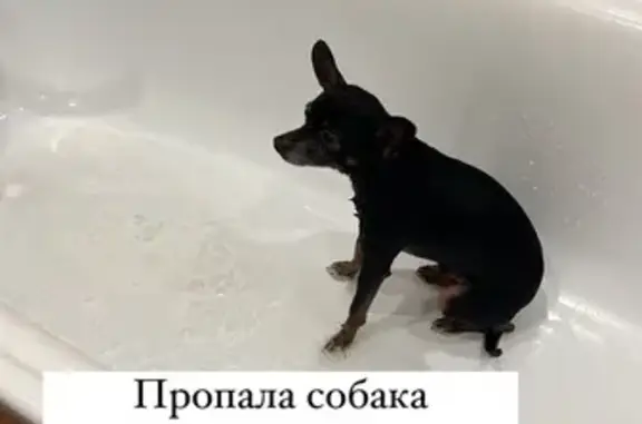 Пропал той терьер, ул. Ленина, 2, Ногинск