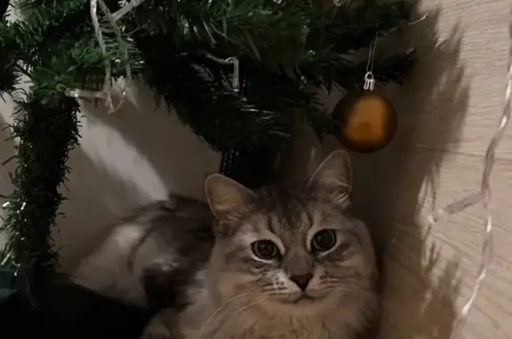 Кошки потеряшки, Самара, фото: Потеряшка кошка, Финютина 31, Самара