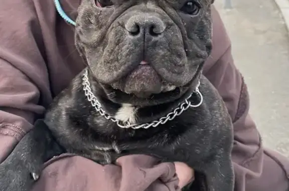 Найдена собака, Томск, фото: Найдена собака: Рабочая 66А, Томск