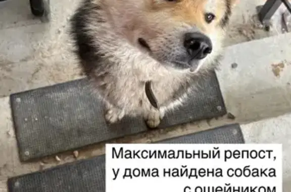 Найдена собака, Кострома, фото: Собака найдена: Силикатная ул., 35, Кострома