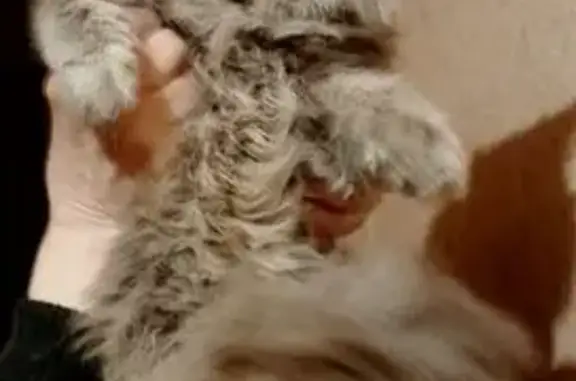 Найдена кошка, Кстово, фото: Найден кот: площадь Мира, 1, Кстово