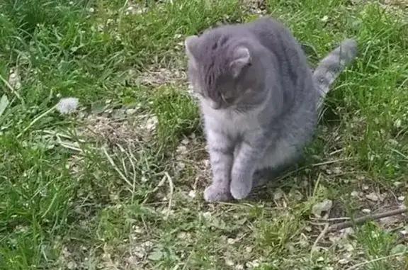 Найдена кошка, Славянск-на-Кубани, фото: Кошка найдена, ул. Крупской 235, Славянск