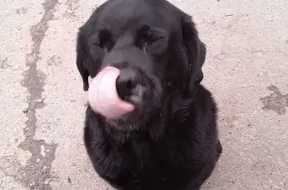 Лабрадор найден в Кощаковском поселении