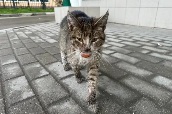 Кошка у Сбербанка, Олимпийский проспект