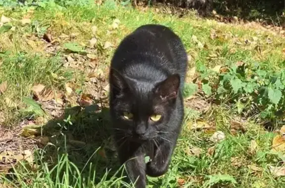 Кошки потеряшки, Одинцово, фото: Потеряшка кошка, Северная ул., Одинцово