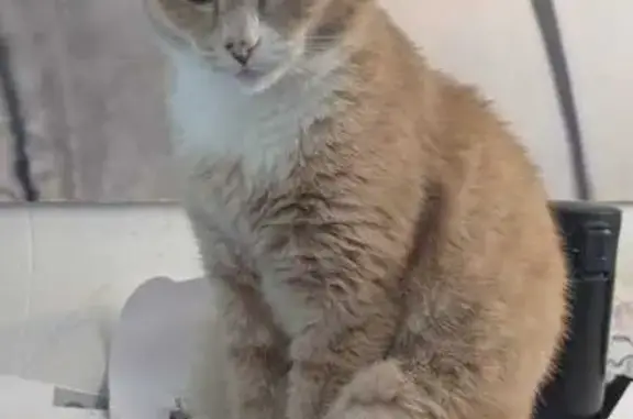 Объявления о пропавших и найденных животных, Новосибирская область, фото: Пропала кошка, Криводановский с/с, НСО