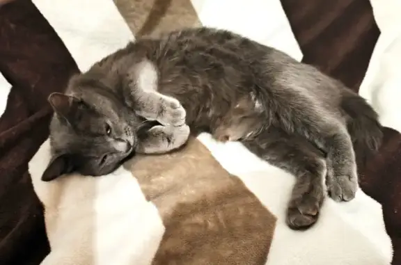 Кошка найдена: Карла Маркса, 131 к1