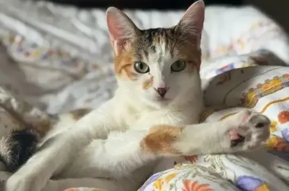 Кошки потеряшки, Москва, фото: Потеряшка кошка, Измайловский пр., Москва