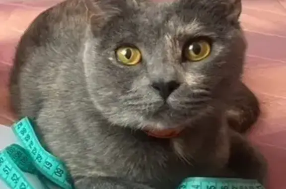 Пропала кошка, ул. Макаренко, 6, Казань