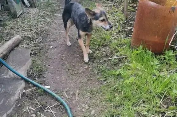 Найдена собака, , фото: Найдена собака, 41К-014, Терпилицы