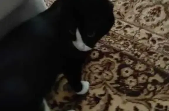 Найдена кошка, Оренбургская 84, звоните!