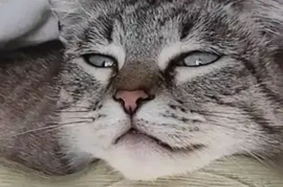 Кошки потеряшки, Великий Новгород, фото: Потеряшка кошка, ул. Кочетова, 30 к3