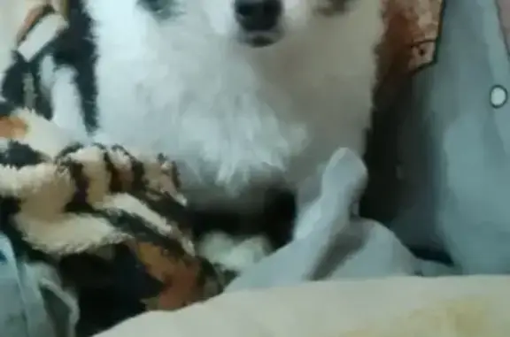 Найдена собака, Йошкар-Ола, фото: Чихуахуа найдена на Красноармейской, 112