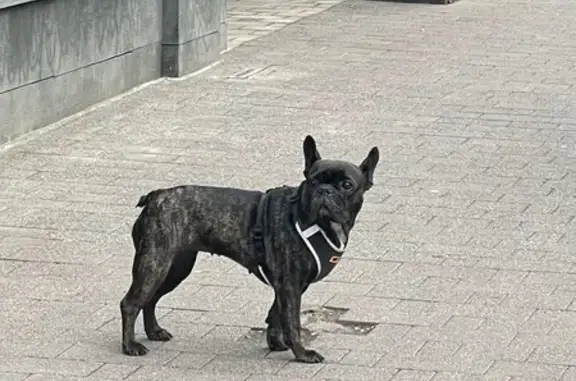 Найдена собака, ул. Паршина 10, Москва