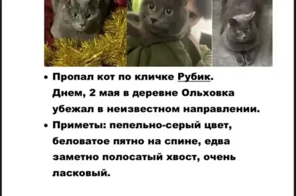 Пропала кошка в Петровском, Ленобласть