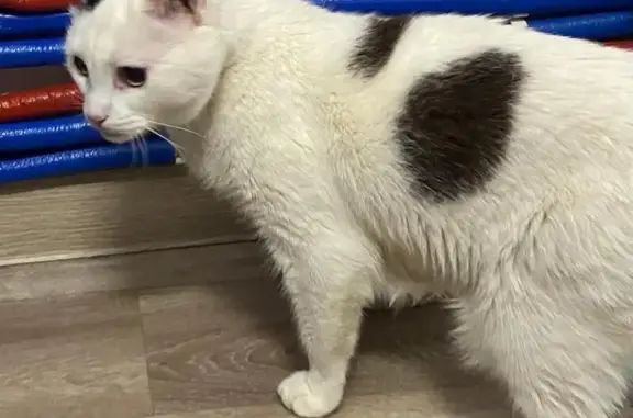 Найдена кошка, Тимково, фото: Кошка найдена: Большая ул., 102