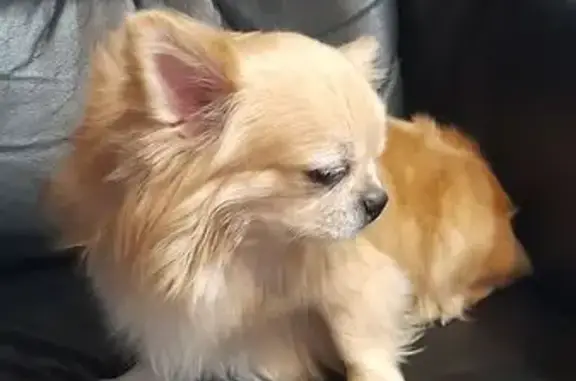 Найдена собака, Звенигород, фото: Чихуахуа найден на Фрунзе, 8А, Звенигород