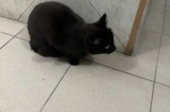 Найдена кошка, Иркутск, фото: Черная кошка найдена на Железнодорожной, 4