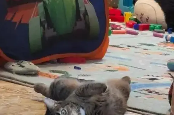 Пропала кошка, 2-я Линия, 6, Кандалакша