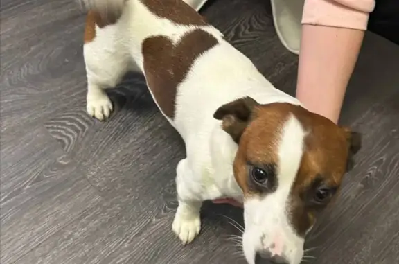 Найдена собака, Москва, фото: Собака найдена на ул. 1905 года, Москва