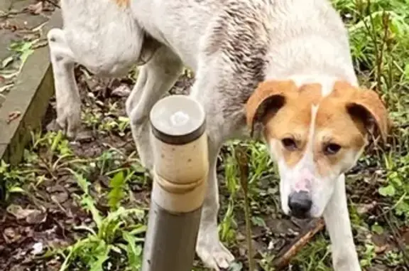 Собака найдена у дома, 128, Московская область