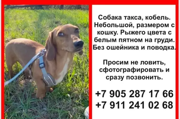 Пропала такса, Нагорная 31, Красное Село
