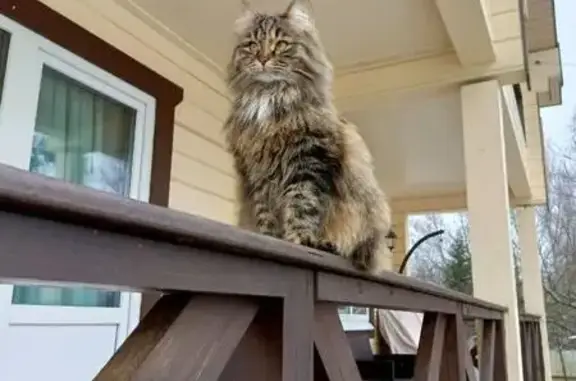 Пропала кошка, Транспортная, 11, Кущёвская