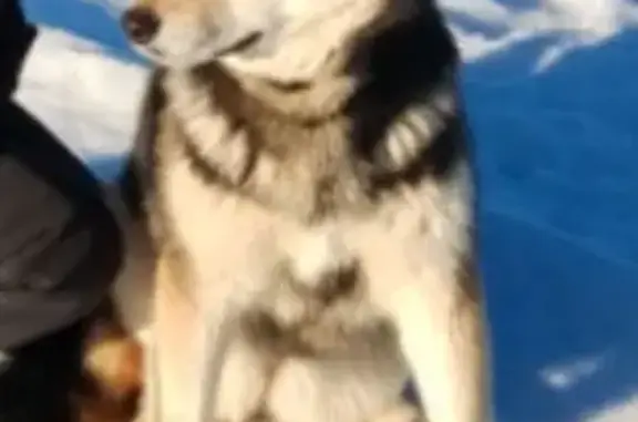 Собаки потеряшки, Пермский край, фото: Потеряшка собака в Пермском крае