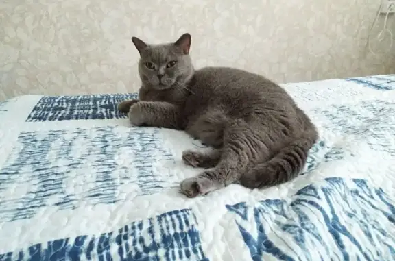Пропала кошка, ул. Азина, 18, Воткинск