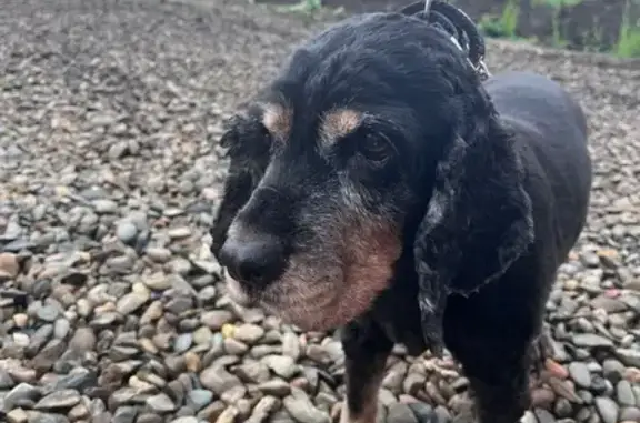 Собака найдена: Грушовая ул., 9