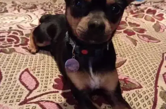 Собаки потеряшки, Двуречье, фото: Потеряшка собака, Боровая ул. 47, Двуречье