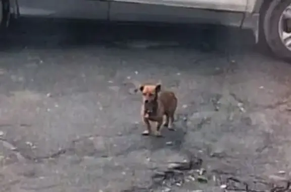 Найдена собака, Юрга, фото: Собака найдена: Кузбасский пр., 12, Юрга