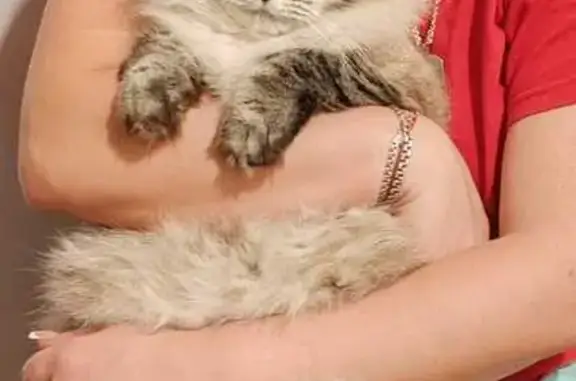 Пропала кошка, Чкалова 5, Архангельск