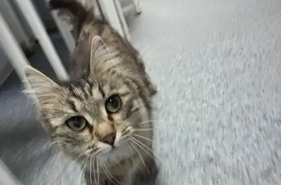 Найдена кошка, Уфа, фото: Кошка найдена, пр. Октября 93, Уфа