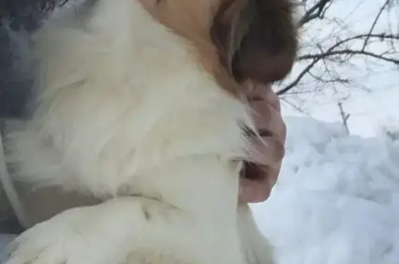 Пропала собака, ул. Грибоедова, Балаково