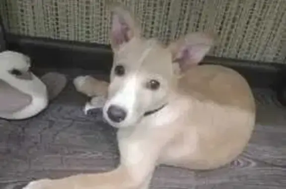 Найдена собака, ул. Халтурина, Хабаровск